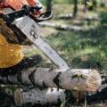 Why You Should Hire A Professional Tree Service Company